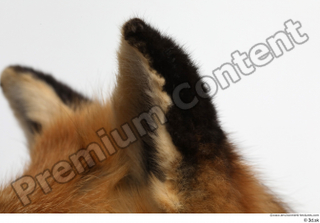 Red fox ear 0007.jpg